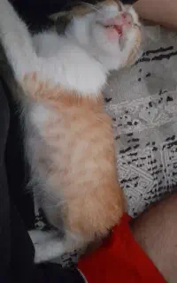 واگذاری بچه نارنجی