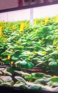 ال سی دی 50اینچ سامسونگ