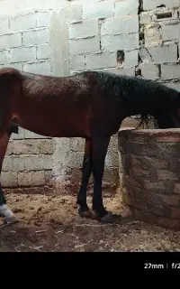 نریان کهر سواری دار