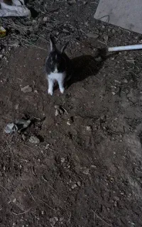 خرگوش