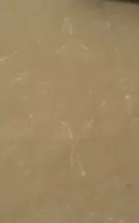 موکت