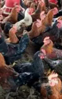 خروس