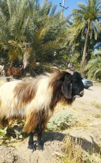 سلطان گله