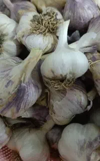 سیرمحلی