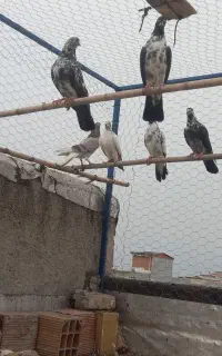 کبوتر تهرانی