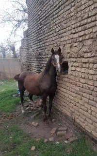 اسب