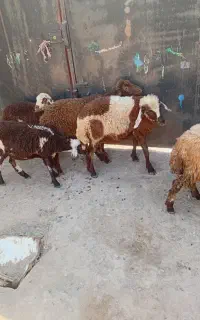 5عدد بره یک نر 4تا ماده 75میلیون 5تا