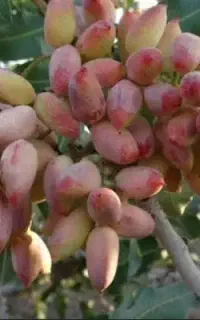 خدمات کاشت پسته و...