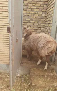 کارگر واسه چوپانی