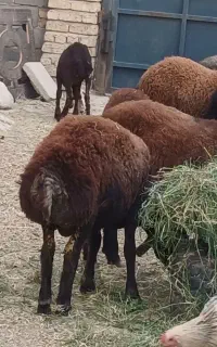 گوسفند نر و ماده