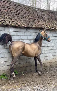 اسب ترکمن اخال تکه.