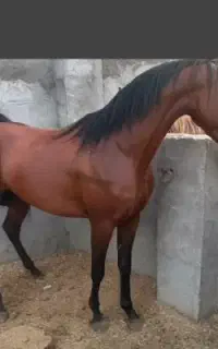 اسب دوسر