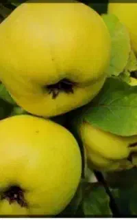 به درجه