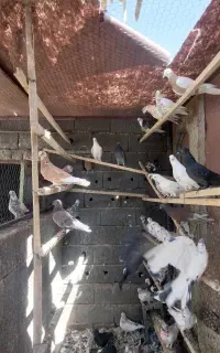 تعدادی کبوتر