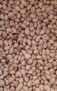 لوبیا چیتی