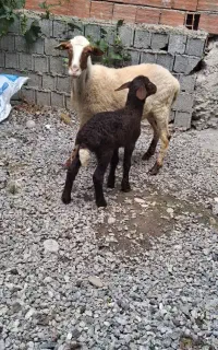 گوسفندورمار