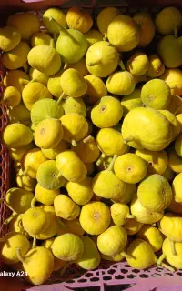 انجیر