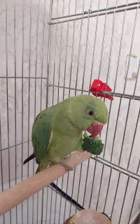 طوطی ملنگو