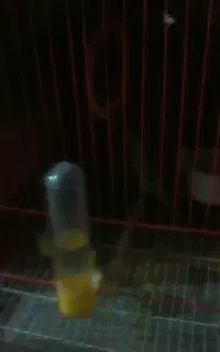 فروش مرغ عشق