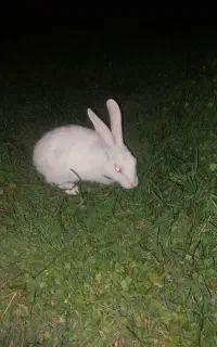 خرگوش چشم سرخ