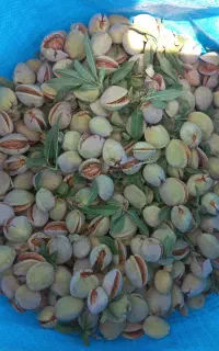 بادام آجیلی (بادام منقا)