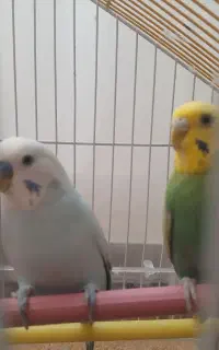 مرغ عشق