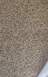 گندم بوجاری شده