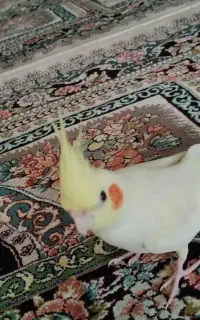 عروس هلندی گمشده