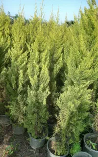 علودی سبز آبی‌