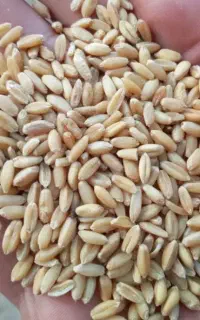 حدود ۴ تن گندم یک دست تمیز