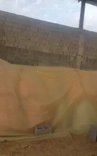 ده تن کاه عدس
