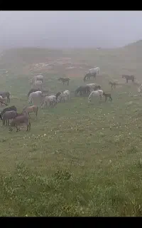 اسب مادیون قاطر
