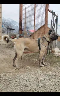 سگ سرابی