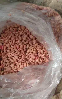 70من بذرگندم اذر2بوجاری شده وسم پاشی شده