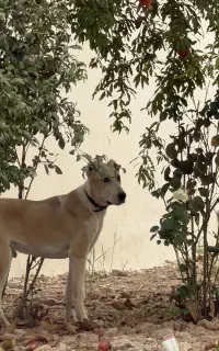 توله ماده خراسانی