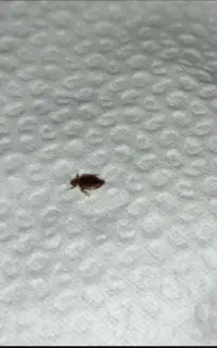 سمپاشی 100/تضمینی ساس سوسک کنه موش موریانه