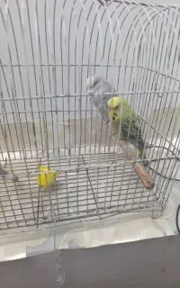 با سلام خسته نباش عروس فنچ نر و ماده با ۲ عروسی