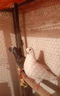 ۲عدد کبوتر پرشی جفت ۵۰۰