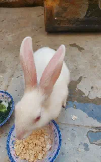 خرگوش سفید رنگ