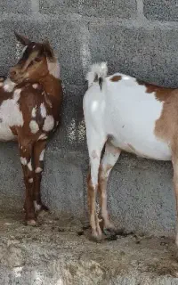 دو عدد کهره نر و ماده صلاله