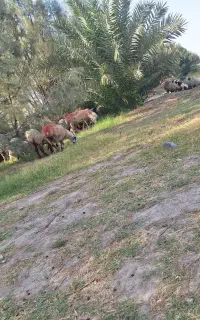 نیازمند به چوپان