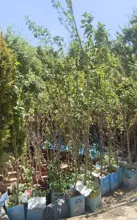 انواع نهال گلدانی ریشه پر