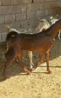 فروش کهره ی نر پاکستانی
