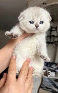 گربه اشرافی