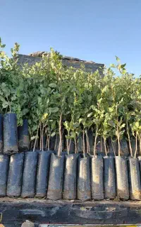 آغاز پیش فروش ریشه لخت