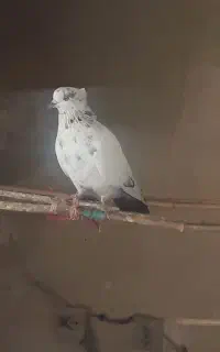 کفتر عالی پرشی