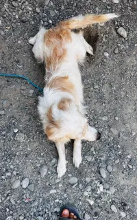 سگ پاکوتاه