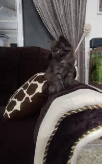اسکاتیش نر و ماده