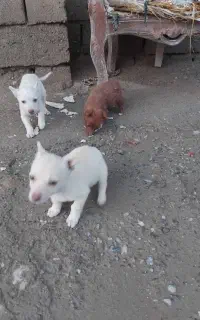 توله سگ فندی اصل زرنگ وحساس برایه غریبه