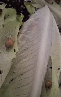 فروش نوزاد حلزون